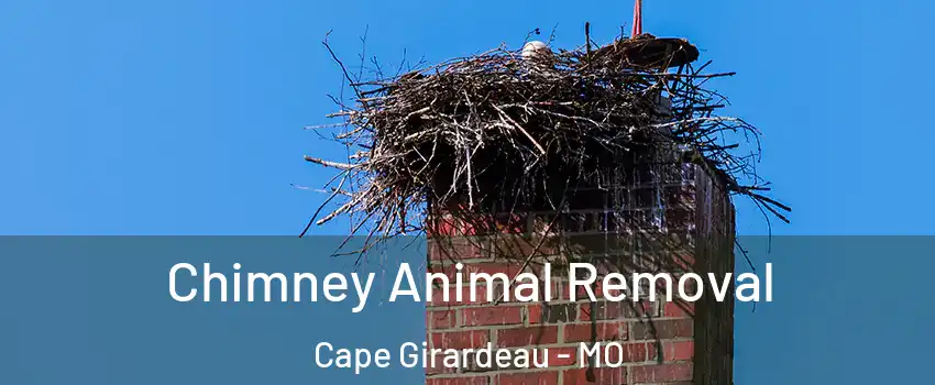  Chimney Animal Removal Cape Girardeau - MO