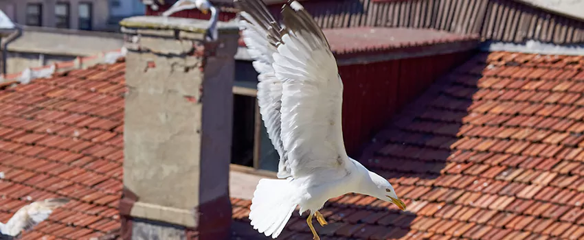Residential Chimney Animal Removal Solution in Cape Girardeau, MO